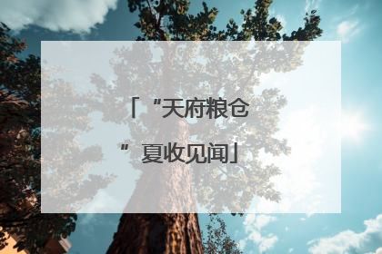 “天府粮仓”夏收见闻