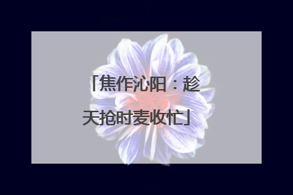 焦作沁阳：趁天抢时麦收忙