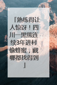熟练得让人惊讶！四川一黑熊连续3年进村偷蜂蜜，藏哪都找得到