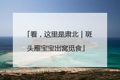看，这里是肃北｜斑头雁宝宝出窝觅食