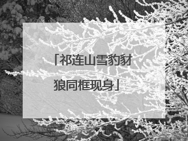 祁连山雪豹豺狼同框现身