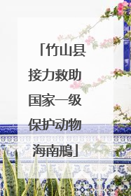 竹山县接力救助国家一级保护动物海南鳽