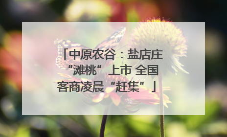 中原农谷：盐店庄“滩桃”上市 全国客商凌晨“赶集”