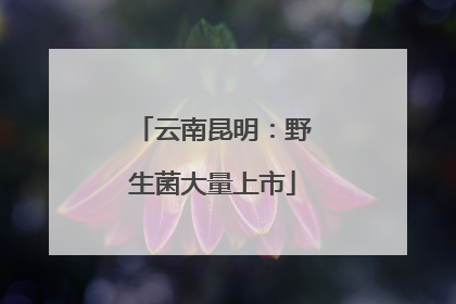 云南昆明：野生菌大量上市