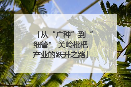 从“广种”到“细管” 关岭枇杷产业的跃升之路