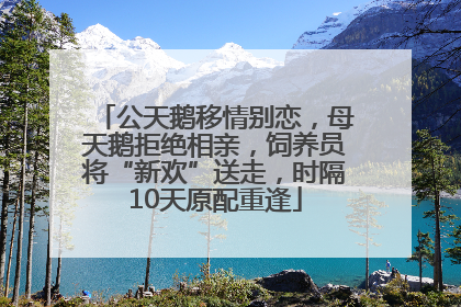 公天鹅移情别恋，母天鹅拒绝相亲，饲养员将“新欢”送走，时隔10天原配重逢