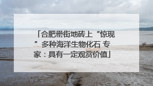 合肥罍街地砖上“惊现”多种海洋生物化石 专家：具有一定观赏价值