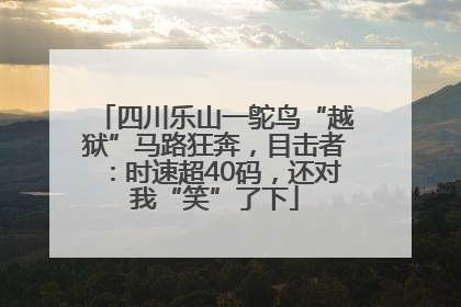 四川乐山一鸵鸟“越狱”马路狂奔，目击者：时速超40码，还对我“笑”了下