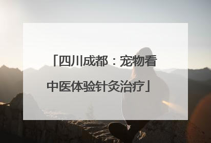 四川成都：宠物看中医体验针灸治疗