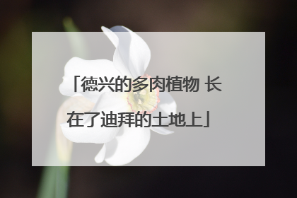 德兴的多肉植物 长在了迪拜的土地上