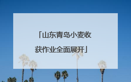 山东青岛小麦收获作业全面展开