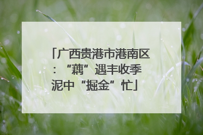广西贵港市港南区：“藕”遇丰收季 泥中“掘金”忙