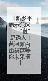 新乡平原示范区：“葚”是诱人！黄河滩百亩桑葚等你来采摘