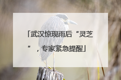 武汉惊现雨后“灵芝”，专家紧急提醒