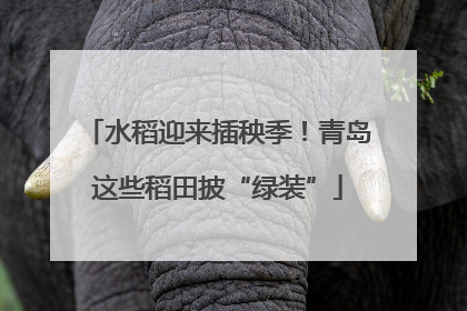 水稻迎来插秧季！青岛这些稻田披“绿装”