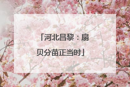 河北昌黎：扇贝分苗正当时