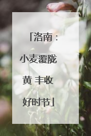 洛南：小麦覆陇黄 丰收好时节