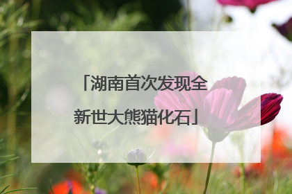 湖南首次发现全新世大熊猫化石
