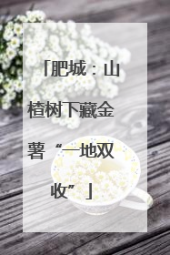 肥城：山楂树下藏金薯“一地双收”