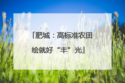 肥城：高标准农田绘就好“丰”光