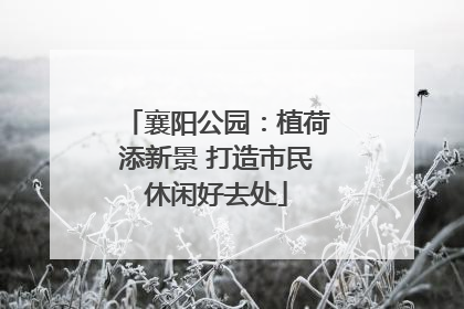 襄阳公园：植荷添新景 打造市民休闲好去处