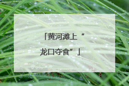 黄河滩上“龙口夺食”